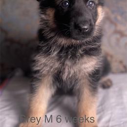 Grey collar boy - Black and red male German Shepherd puppy in Coleta, Illinois from Four Leaf Farm- Vom Vierblättriges Bauernhof