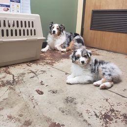 Australian Shepherd Puppies from Mountain Ridge Aussies