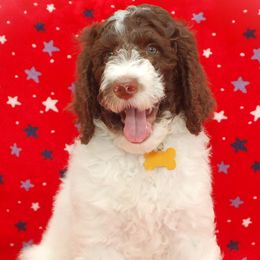 Yellow Collar Boy (Winston) - Parti Poodle puppy in Sugar Hill, Georgia from Secret Cove Standard Parti Poodles
