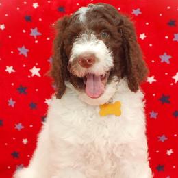 Yellow Collar Boy (Winston) - Parti Poodle puppy in Sugar Hill, Georgia from Secret Cove Standard Parti Poodles