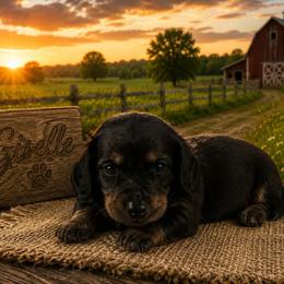Giselle - Black and tan female Dachshund puppy in Hudson, Michigan from Mittentail Kennel Miniature Dachshunds & Australian Shepherds