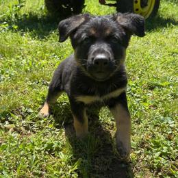 Purple collar female - Black and tan female German Shepherd puppy in Cumberland Gap, Tennessee from Royal Port K-9