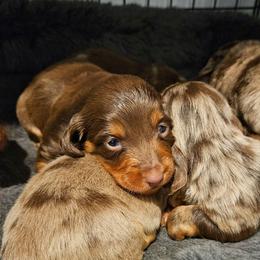 Teddy - Dapple male Dachshund puppy in Anderson, California from Plum Fields Dachshunds