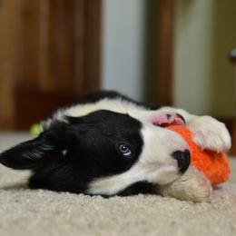 Border Collie and Maremma Sheepdog Puppies from 2J 2K Border Collies