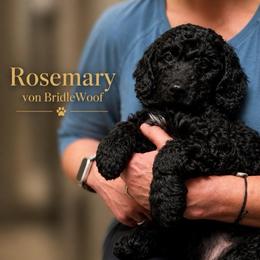 Rosemary Von BridleWoof - Black female Goldendoodle puppy in East Otis, Massachusetts from BridleWoof