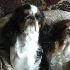 English Toy Spaniels from Breston's English Toys