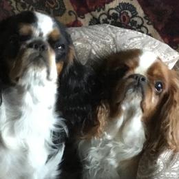 English Toy Spaniels from Breston's English Toys