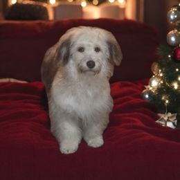 Wiggles - Chocolate sable male Havapoo puppy in Medina, Ohio from Momma's Mastiffs