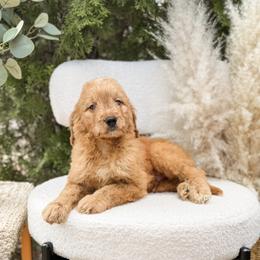 Green collar boy - Apricot male Goldendoodle puppy in Spokane, Washington from Dream Doodles in Spokane WA
