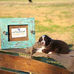Australian Shepherd Puppies from Black Cow Kennels