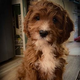 Jerry - Red male Cavapoo puppy in Maple Grove, Minnesota from Honey Bit Kennels