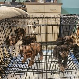 Cavapoo, Cockapoo, Cocker Spaniel, Goldendoodle, Golden Retriever, and Shihpoo Puppies from Hunting Creek Farm & Kennel
