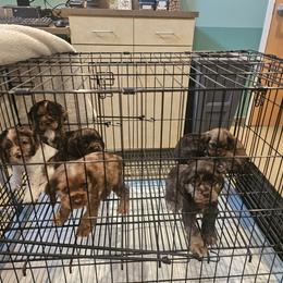 Cavapoo, Cockapoo, Cocker Spaniel, Goldendoodle, Golden Retriever, and Shihpoo Puppies from Hunting Creek Farm & Kennel
