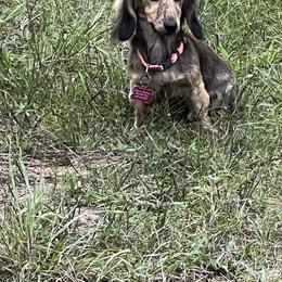 Dachshund Puppies from Camacho_Dachshunds