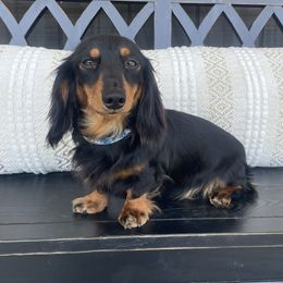 Zora - Dachshund