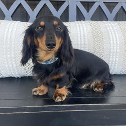 Zora - Dachshund