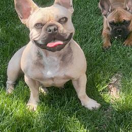 Cleopatra - French Bulldog