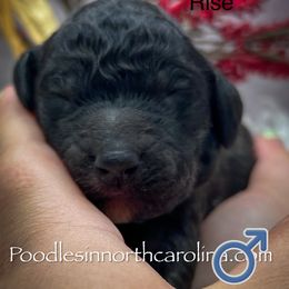 Rise - Phantom male Poodle puppy in Greenville, North Carolina from Grace Poodles