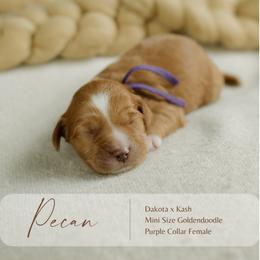 Pecan - Red  female Goldendoodle puppy in Hiddenite, North Carolina from Rose and Reid Doodles