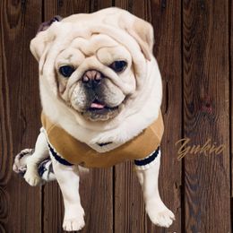 Yukio - Pug (Non-standard)