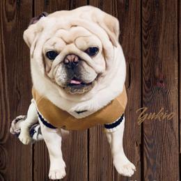 Yukio - Pug (Non-standard)