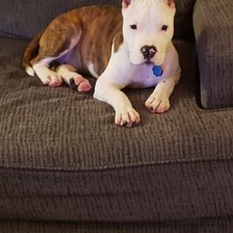 American Staffordshire Terrier Puppies from Kayo Kennel