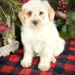 Cara - Red female Assorted Doodle Crosses puppy in Ohio from Holley Doodles