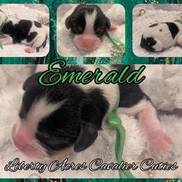 Emerald - Tri-color female Cavalier King Charles Spaniel puppy in Oppelo, Arkansas from Liberty Acres Puppies