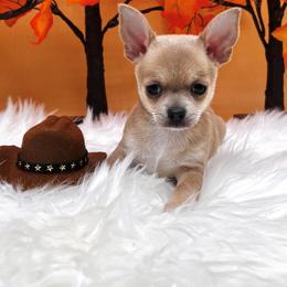 Chihuahua and Dachshund Puppies from Dachshund Family Love Breeders