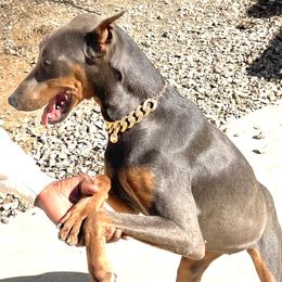 Diamond - Doberman Pinscher