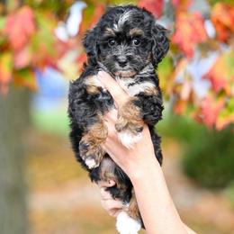 Disney - Tri-color female Bernedoodle puppy in Dundee, Ohio from Down Home Doodle