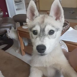 Siberian Husky Puppies from Aasil Siberians