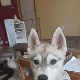 Siberian Husky Puppies from Aasil Siberians