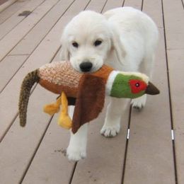 Golden Retrievers from Sunhill English Goldens