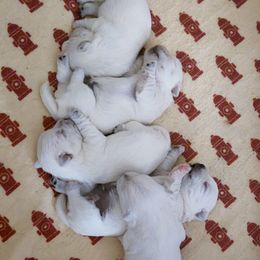 Boy 1 - White male West Highland White Terrier puppy in Spokane, Washington from Pleasant Prairie Farms