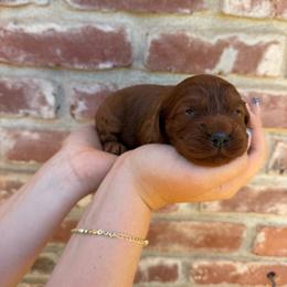 Ember - Red female Cavapoo puppy in Roseville, California from Lipscomb Doodles