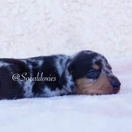 Alexander - Black and tan male Dachshund puppy in Apple Valley, California from Socaldoxies