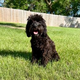 Tanya - Black female Cavapoo puppy in Beresford, South Dakota from DAKOTA DOOD RANCH