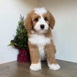 Boy 3 - Red male Bernedoodle puppy in Spanish Fork, Utah from K Brand Doodles
