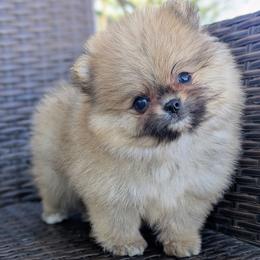 Tatum - Pomeranian