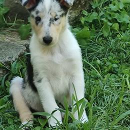Norman - Blue merle white and tan male Collie puppy in Salineville, Ohio from Aryggeth Collies