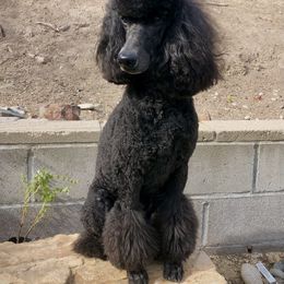 Poodle Puppies from Linden Poodles