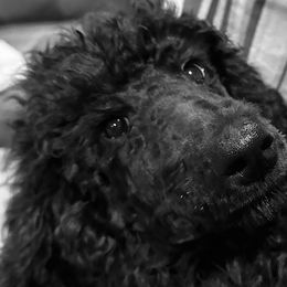 TinaT - Black Poodle puppy in Lebanon, Ohio from Lucky's Legacy