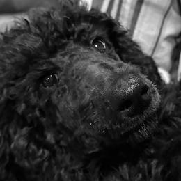 TinaT - Black Poodle puppy in Lebanon, Ohio from Lucky's Legacy