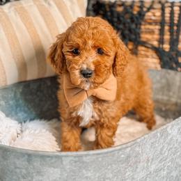 Cash - Red  male Goldendoodle puppy in Iola, Texas from Supreme Doodles of Texas