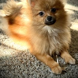 Tank - Orange sable male Pomeranian puppy in Sherman, Texas from Wynter Wonderland Poms