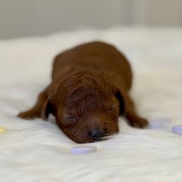 Sweettart - Red  female Poodle puppy in Salem, Oregon from Lavish Poodles