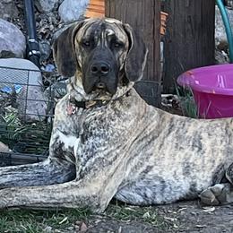 Great Danes from Bull West Kennels