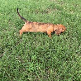 Chandler - Dapple male Dachshund puppy in West Cleo, Oklahoma from 4L Doxies