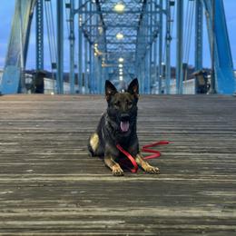 German Shepherd All Grown Up from Lucianhaus